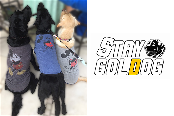 STAY GOLDOG